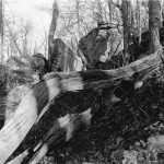 fallen tree at preacher rock small