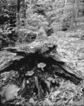 2017062_AT_mushroom_in_fallen_tree