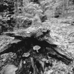 2017062_AT_mushroom_in_fallen_tree
